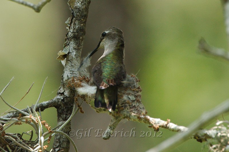 Black-chinned Hummingbird building nest 2012-05-05.jpg